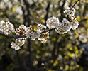 Orchard Blossom 123